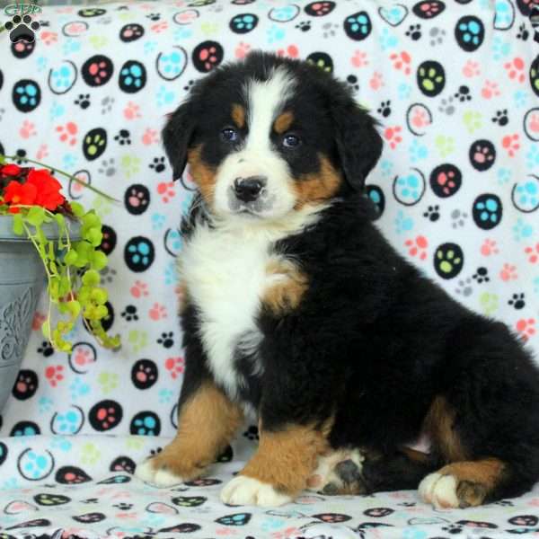 Gage, Bernese Mountain Dog Puppy