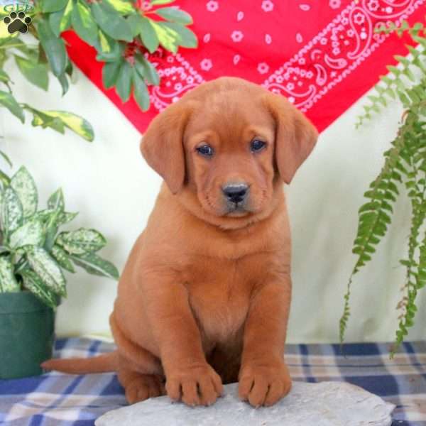 Gage, Fox Red Labrador Retriever Puppy