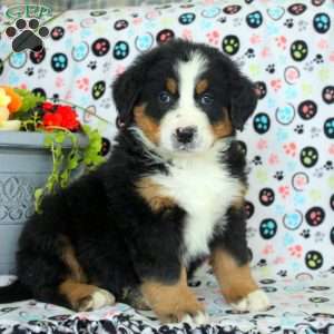 Gage, Bernese Mountain Dog Puppy