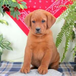 Gage, Fox Red Labrador Retriever Puppy