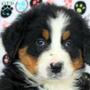 Gage, Bernese Mountain Dog Puppy