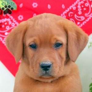 Gage, Fox Red Labrador Retriever Puppy