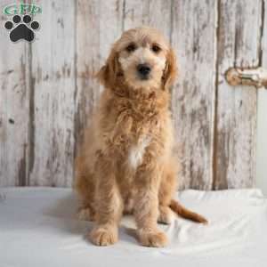 Garnett, Mini Goldendoodle Puppy