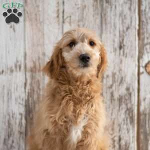 Garnett, Mini Goldendoodle Puppy