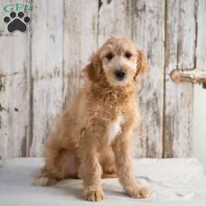 Garnett, Mini Goldendoodle Puppy