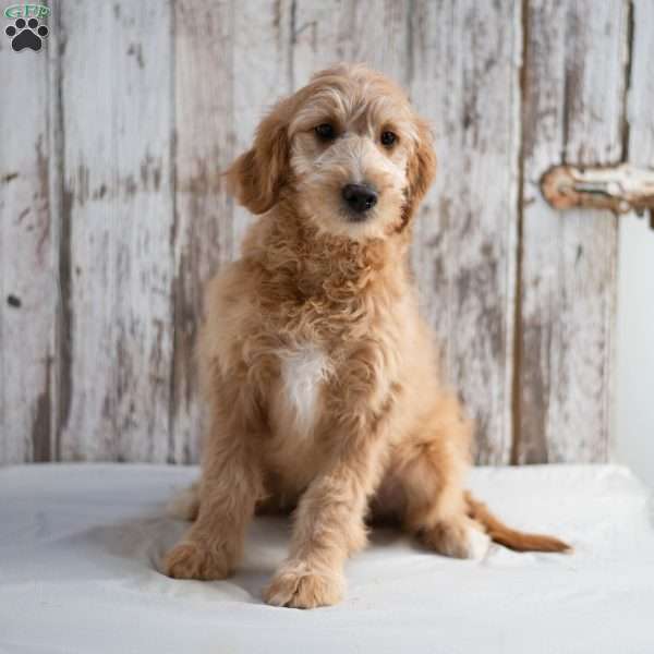 Garnett, Mini Goldendoodle Puppy