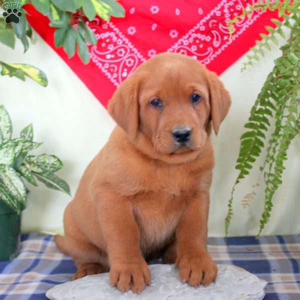 Garrett, Fox Red Labrador Retriever Puppy