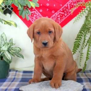 Garrett, Fox Red Labrador Retriever Puppy