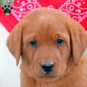 Garrett, Fox Red Labrador Retriever Puppy