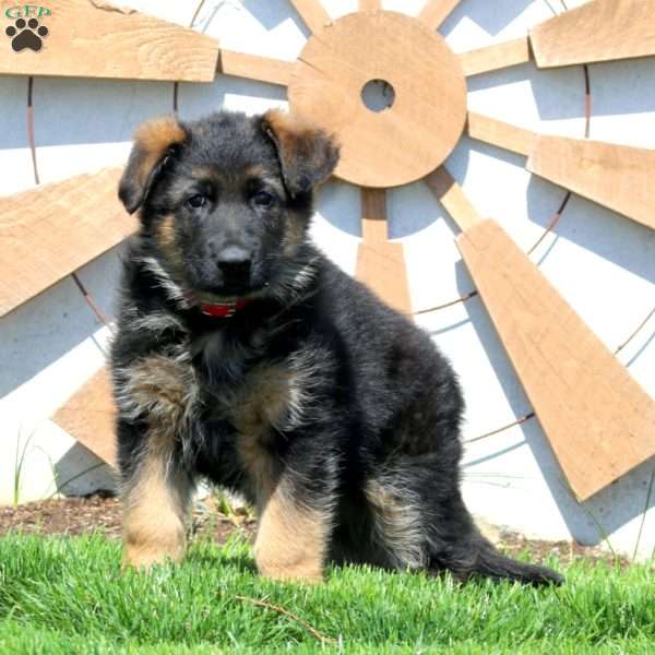 Gavin, German Shepherd Puppy