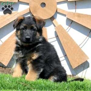 Gavin, German Shepherd Puppy