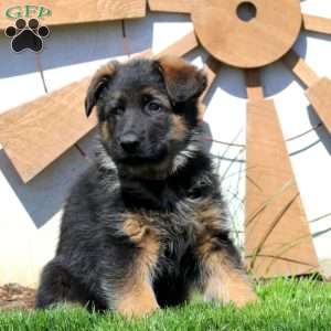 Gavin, German Shepherd Puppy