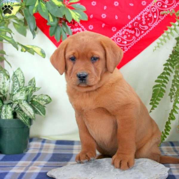 Gemma, Fox Red Labrador Retriever Puppy