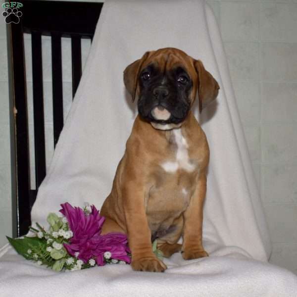 Gemma, Boxer Puppy