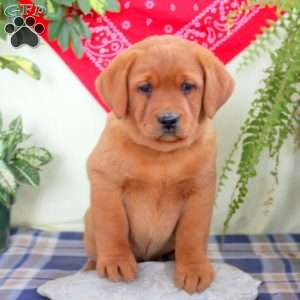 Gemma, Fox Red Labrador Retriever Puppy