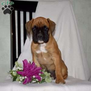 Gemma, Boxer Puppy