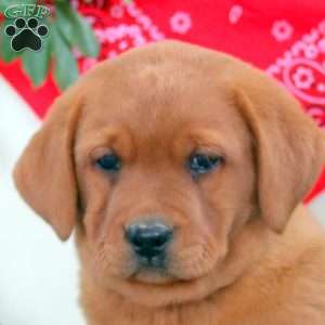 Gemma, Fox Red Labrador Retriever Puppy