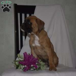 Gemma, Boxer Puppy