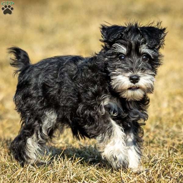 Genny, Miniature Schnauzer Puppy