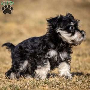 Genny, Miniature Schnauzer Puppy