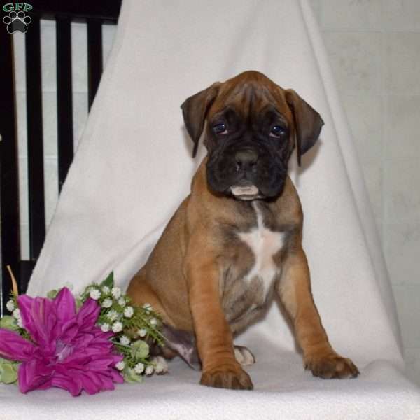 Geo, Boxer Puppy