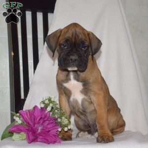 Geo, Boxer Puppy