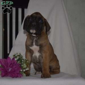 Geo, Boxer Puppy