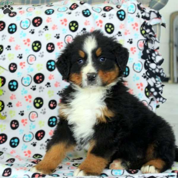 George, Bernese Mountain Dog Puppy