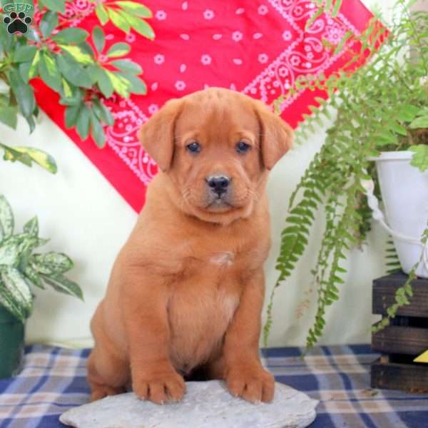 George, Fox Red Labrador Retriever Puppy