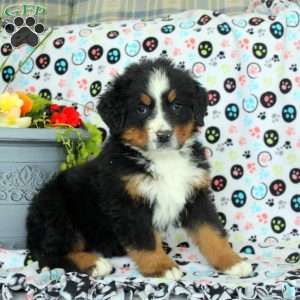 George, Bernese Mountain Dog Puppy