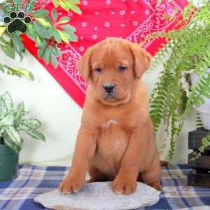 George, Fox Red Labrador Retriever Puppy