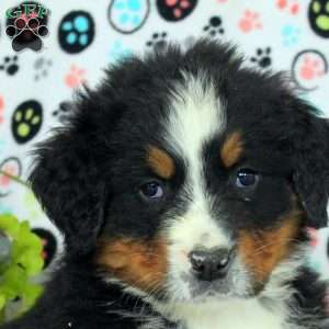 George, Bernese Mountain Dog Puppy