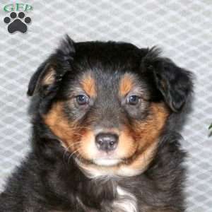 Georgia, Australian Shepherd Puppy