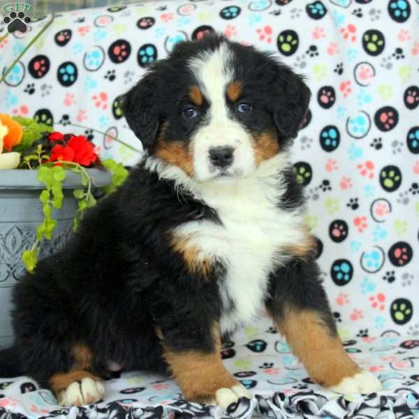 Gia, Bernese Mountain Dog Puppy