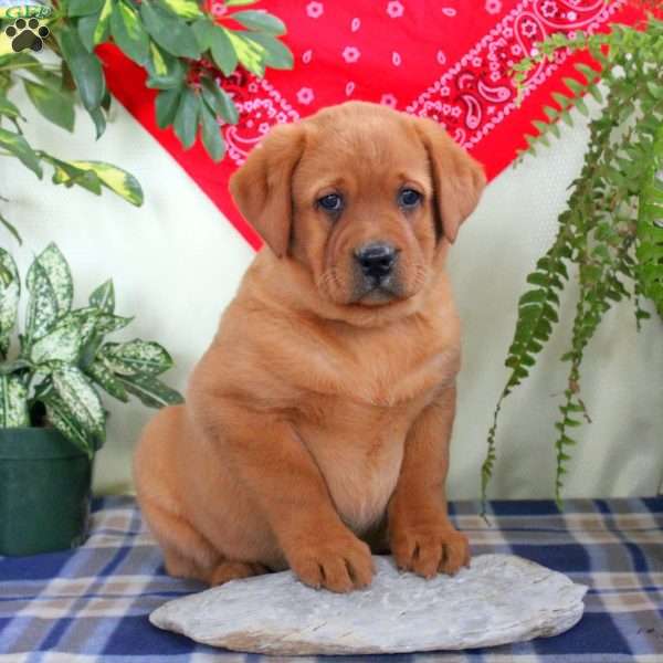 Gia, Fox Red Labrador Retriever Puppy