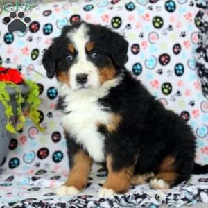 Gia, Bernese Mountain Dog Puppy