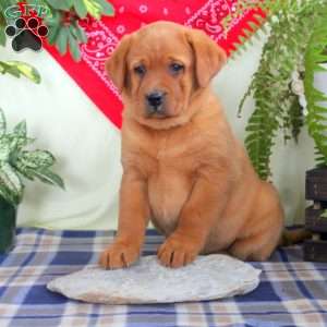 Gia, Fox Red Labrador Retriever Puppy