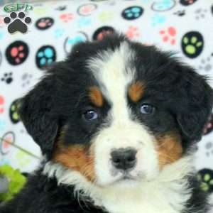 Gia, Bernese Mountain Dog Puppy