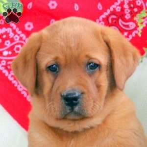 Gia, Fox Red Labrador Retriever Puppy