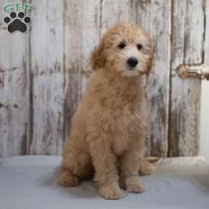 Gilmore, Mini Goldendoodle Puppy