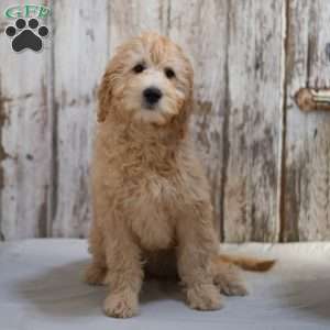 Gilmore, Mini Goldendoodle Puppy