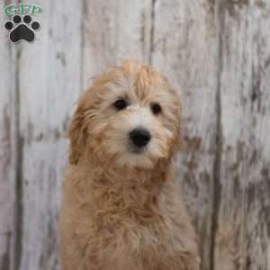 Gilmore, Mini Goldendoodle Puppy