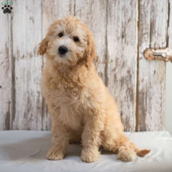 Gilmore, Mini Goldendoodle Puppy