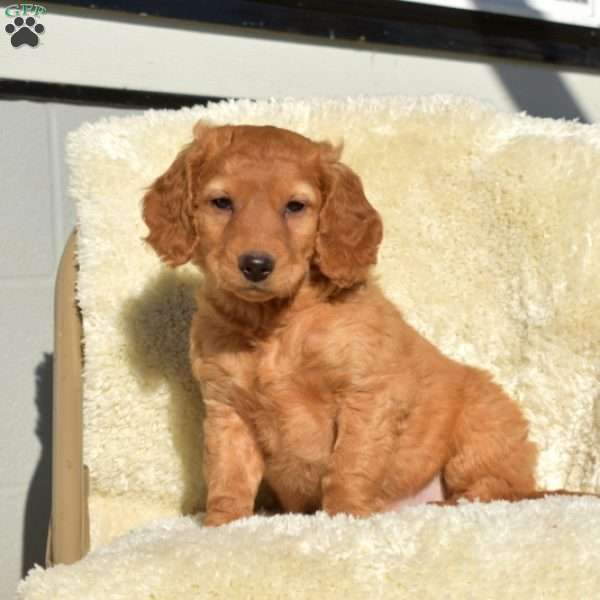 Ginger, Mini Goldendoodle Puppy
