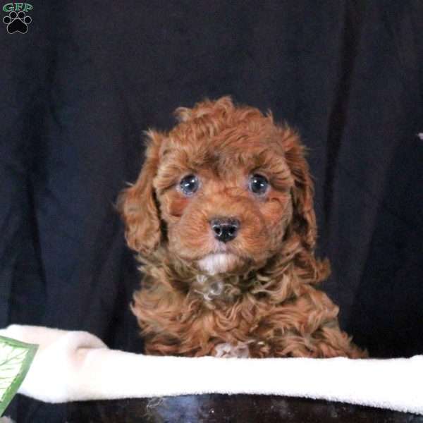 Ginny, Cavapoo Puppy