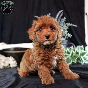 Ginny, Cavapoo Puppy