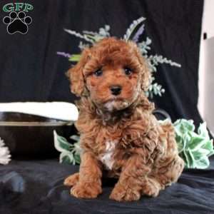 Ginny, Cavapoo Puppy