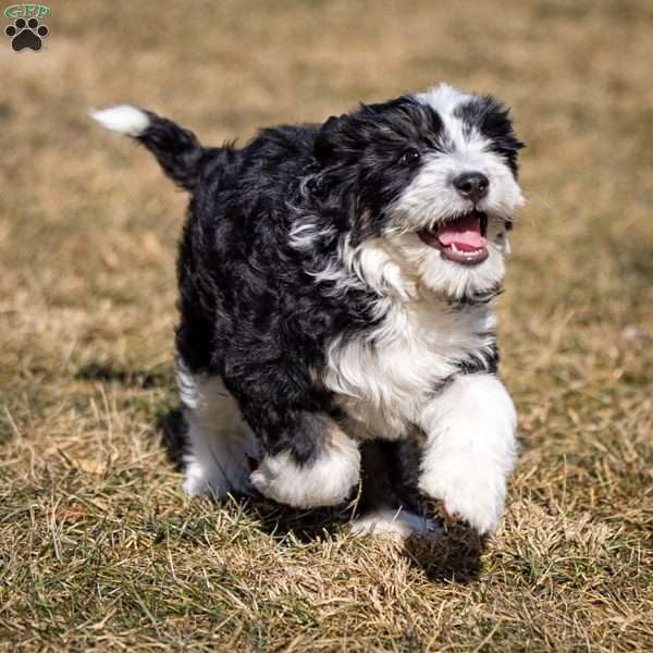 Glacier, Mini Bernedoodle Puppy