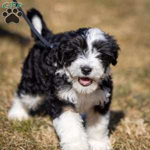 Glacier, Mini Bernedoodle Puppy