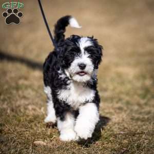 Glacier, Mini Bernedoodle Puppy